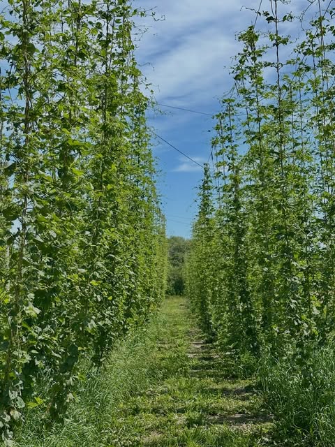 Battle House Hops farm photo from July 13, 2026
